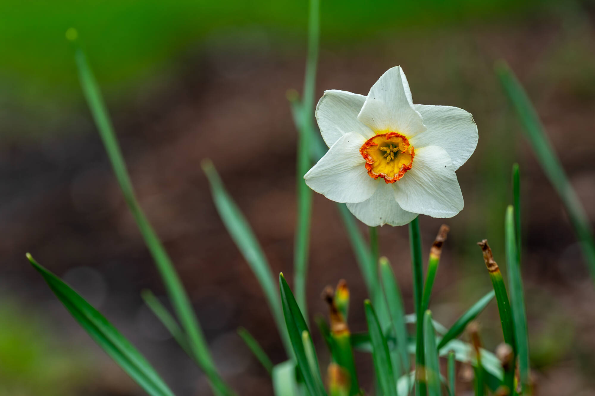 a white daffodil blooms on campus